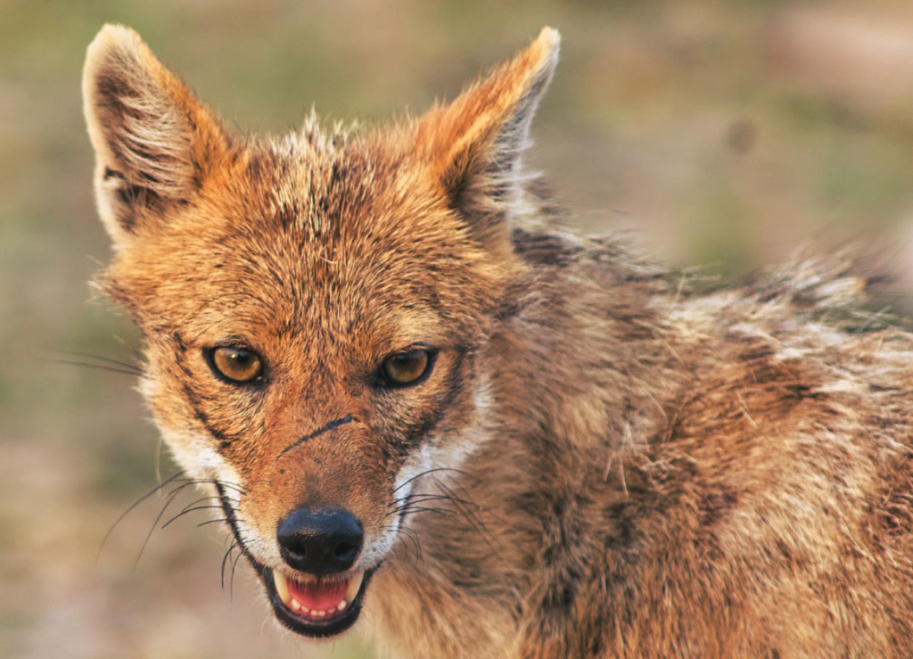 Akte Schakal: Zwischen Paragraphen-Reiterei und Tiefkühl-Truhe