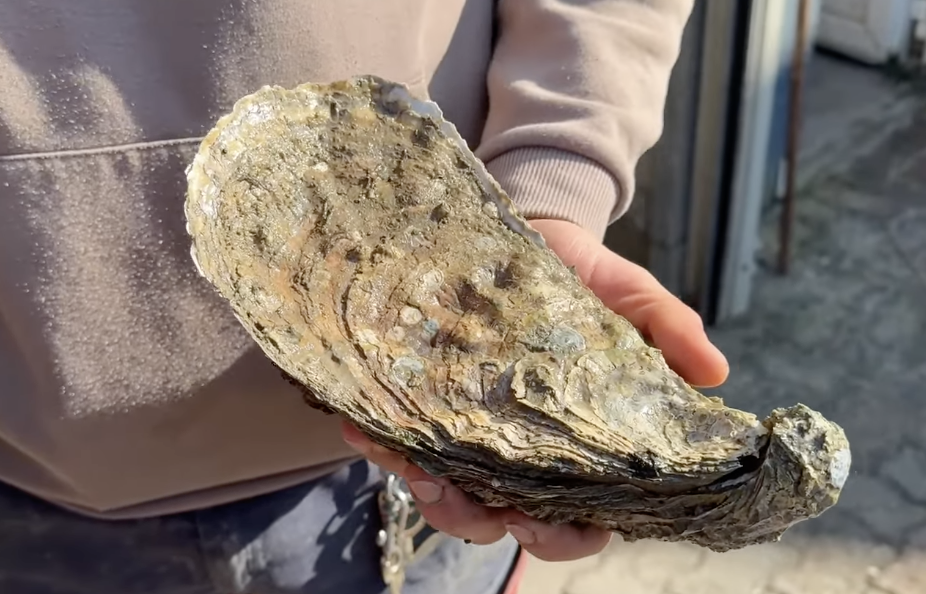 Godzilla auf Sylt - Der Rekordfund in List