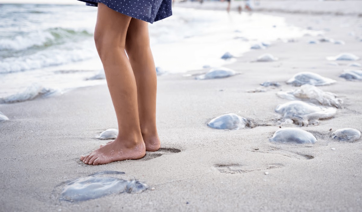 Quallen an einem Sylter Strand – Ostwind spült sie an die Küste